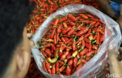 harga cabai rawit