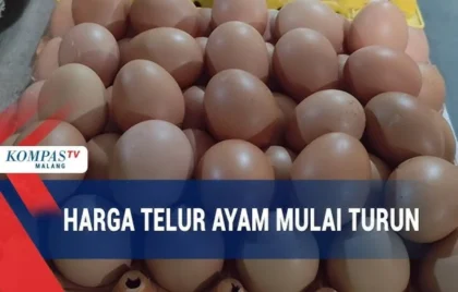 harga telur ayam turun