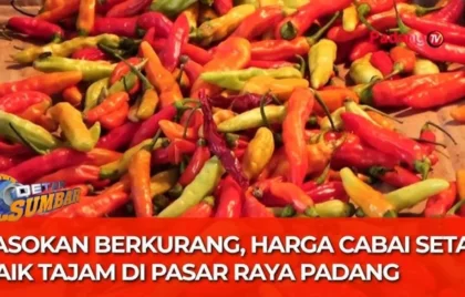 pasokan cabai merah